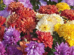 Fleurs chrysanthèmes.